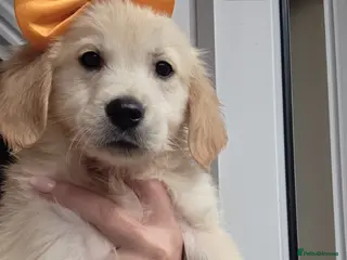 Golden Retriever dogs Golden retriever - Advert 5