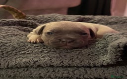 Mixed Breed dogs for sale: French bulldog cross  - Image 2