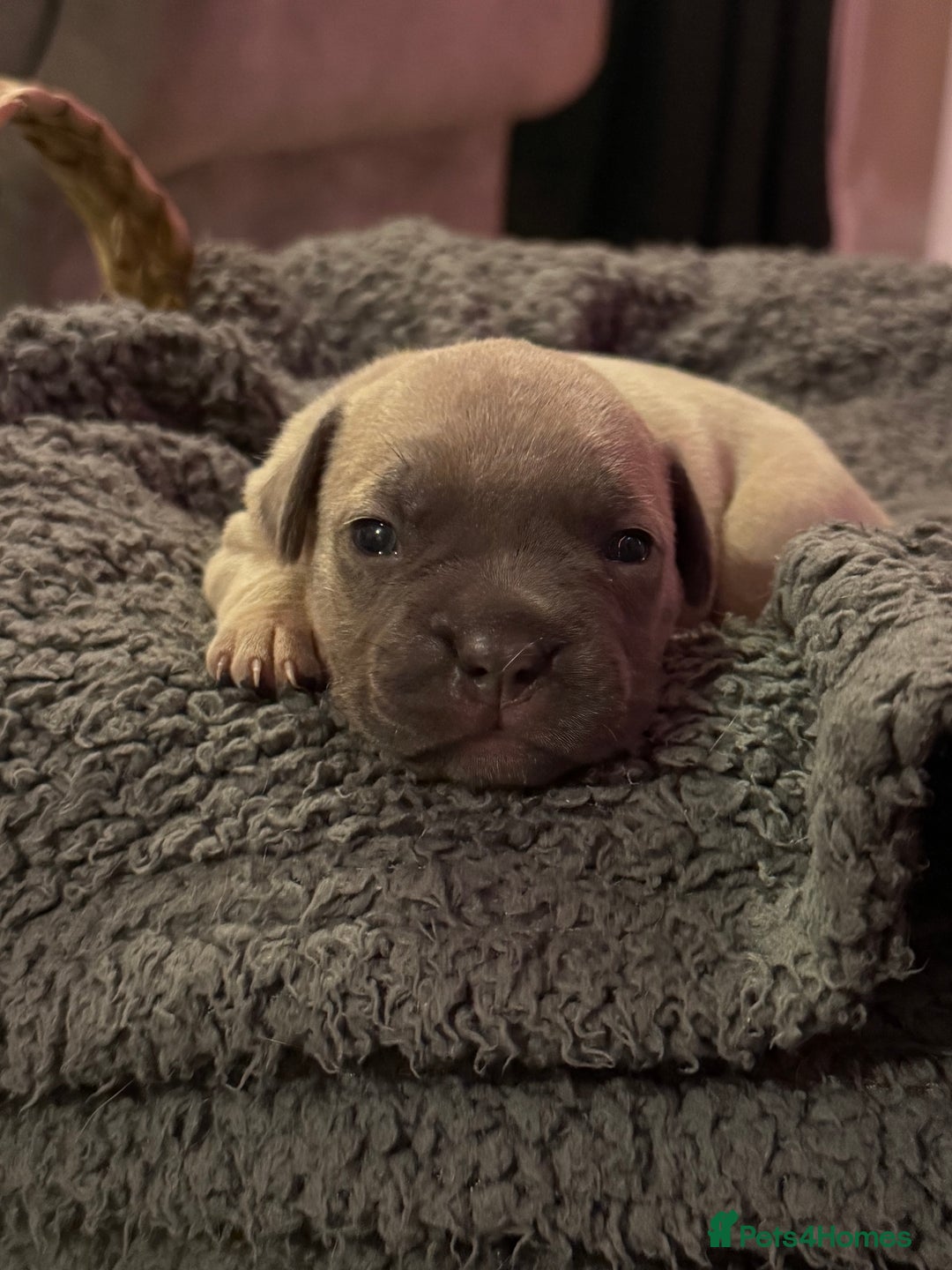 Mixed Breed dogs for sale: French bulldog cross  - Image 2