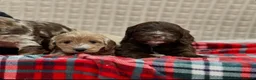 Cockapoo dogs for sale: STUNNING COCKAPOO PUPPIES READY NOW - Advert 15