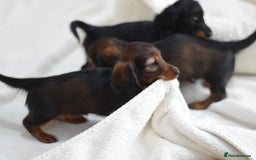 Miniature Dachshund dogs for sale: Gorgeous Longhair Miniature Dachshund Girls - Image 4