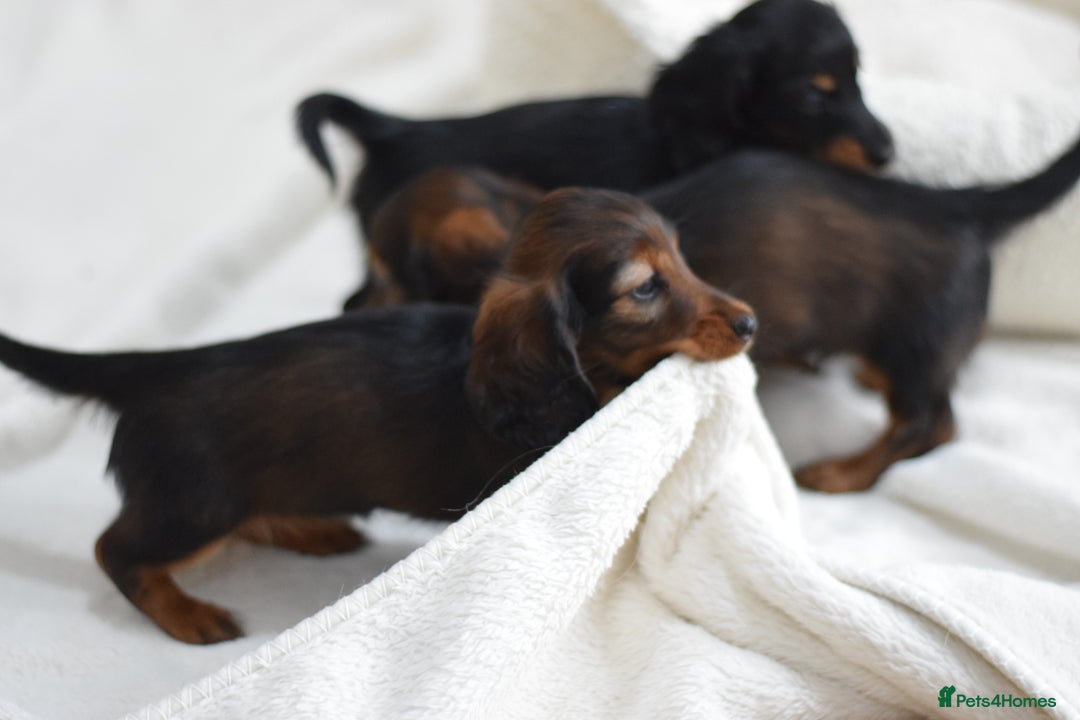 Miniature Dachshund dogs for sale: Gorgeous Longhair Miniature Dachshund Girls - Image 4