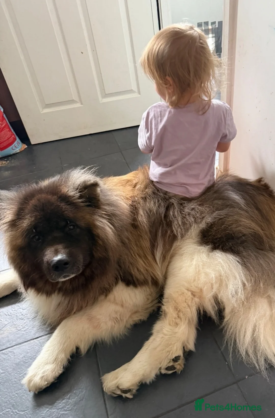 Akita dogs for sale: akita dog for rehoming  in Dunfermline - Advert 7