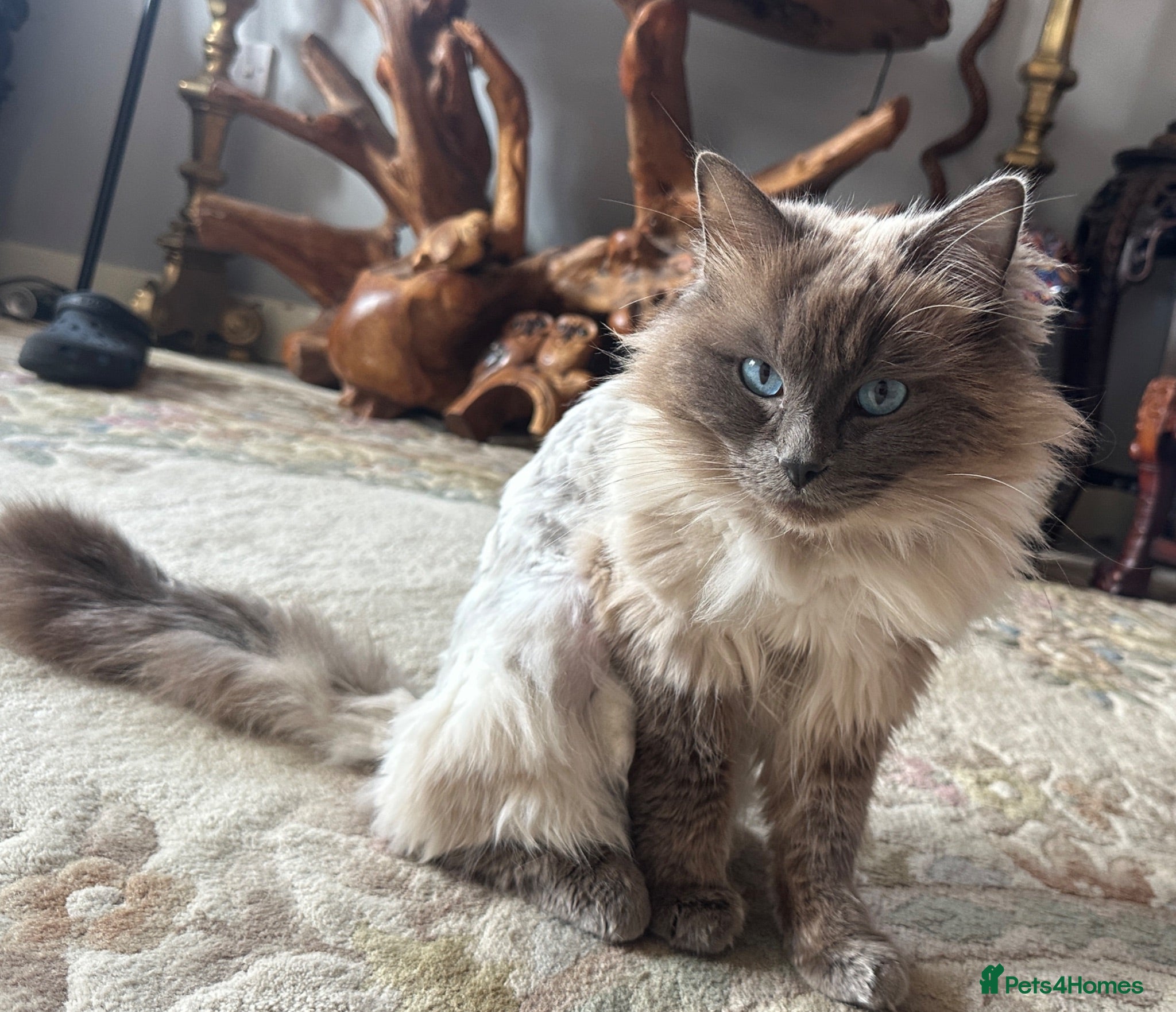 Ragdoll cats Blue point excellent stud ragdoll  - Advert 2