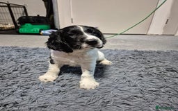 English Springer Spaniel dogs for sale: male springer  - Image 1
