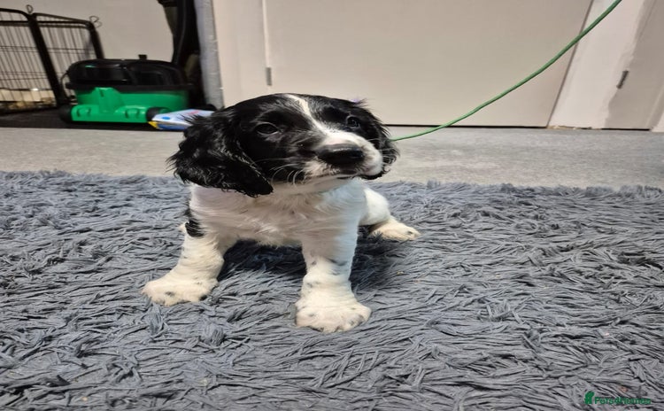 English Springer Spaniel dogs - Advert 2