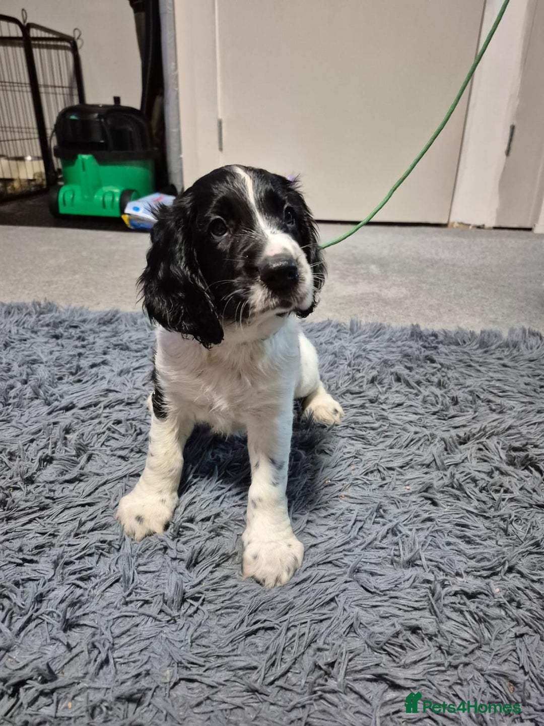 English Springer Spaniel dogs for sale: male springer  - Image 1