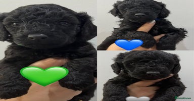 Labradoodle dogs - Advert 4