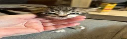 Mixed Breed cats for sale: 4 beautiful kittens for sale  - Advert 3