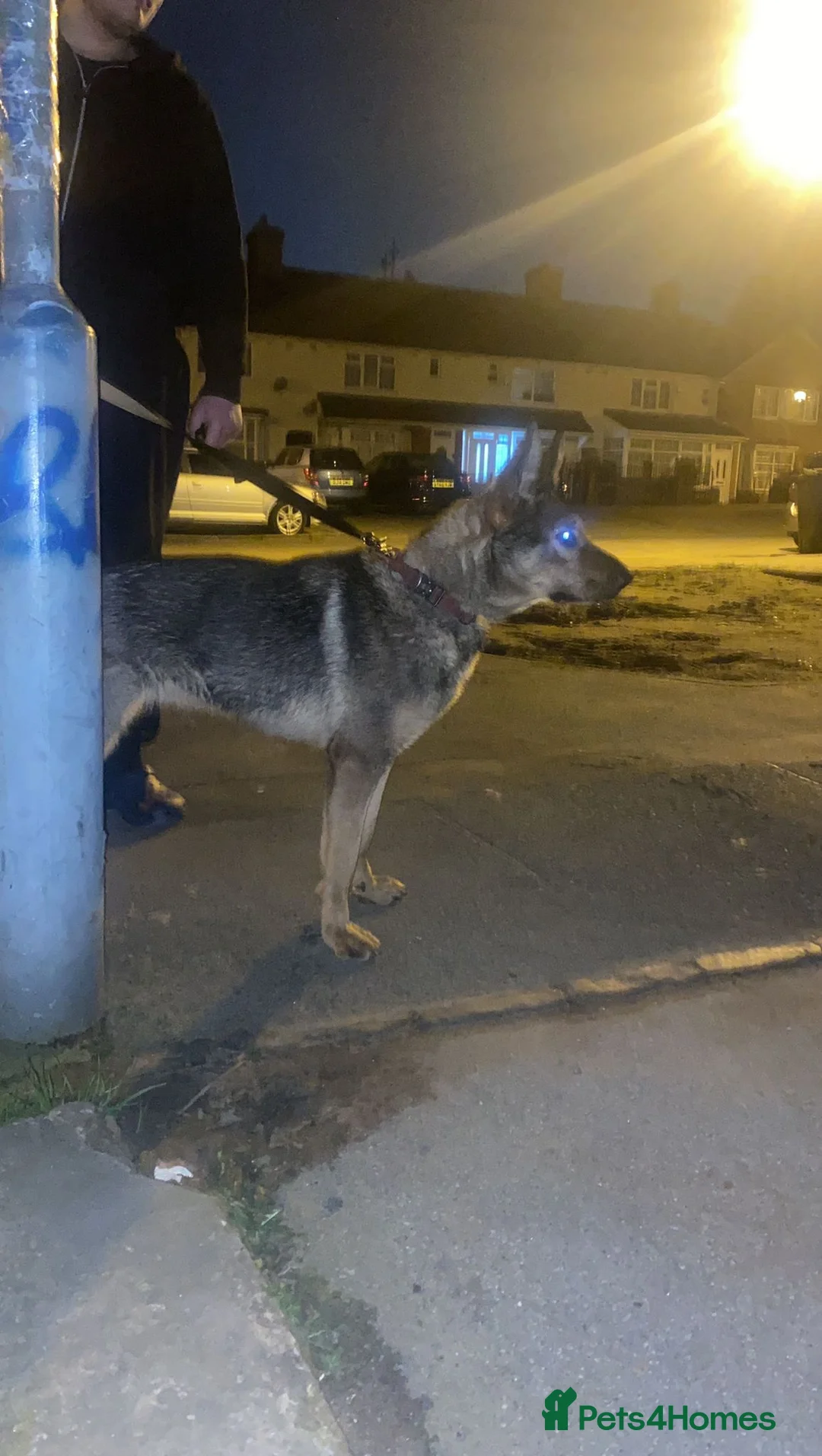 German Shepherd dogs for sale: German shepherd pup in Birmingham - Advert 3