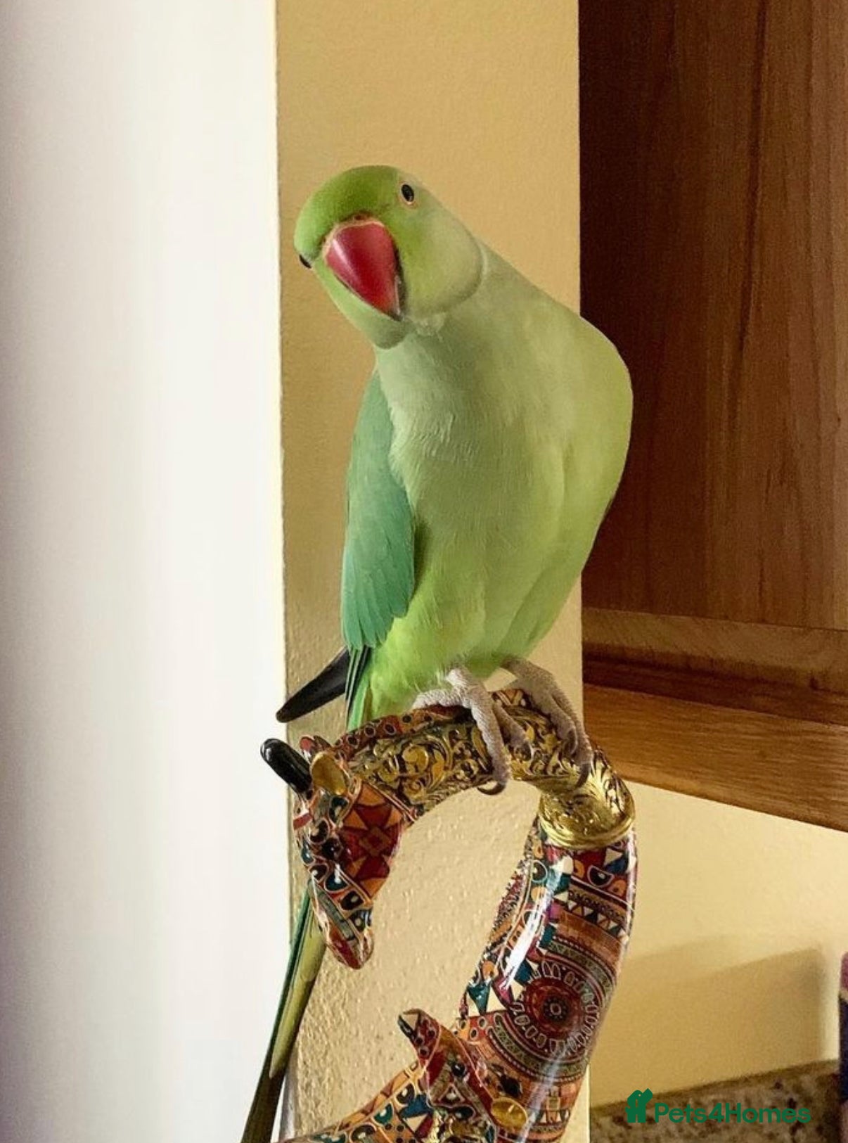 Parrots birds Baby ring neck talking parrot  - Advert 1