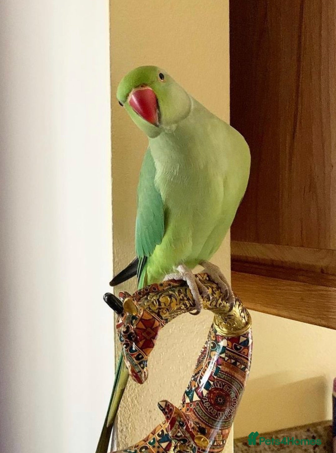 Parrots birds for sale: Baby ring neck talking parrot  - Advert 2