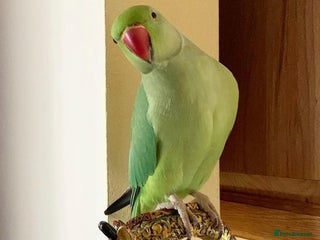 Parrots birds Baby ring neck talking parrot - Advert 1