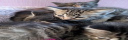 Mixed Breed cats for sale: Beautiful tabby/Calico fluffy kittens  - Advert 3