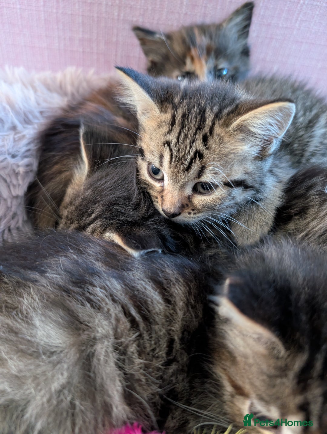 Mixed Breed cats for sale: Beautiful tabby/Calico fluffy kittens  - Advert 3