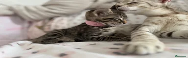 Savannah Kitten 5