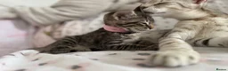 Savannah cats for sale: LAST BOY kitten left ! - Advert 31