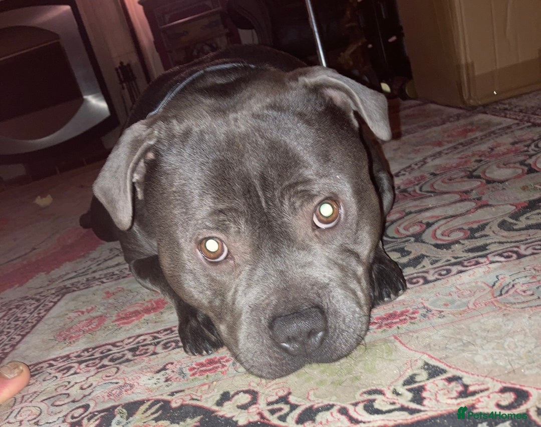 Staffordshire Bull Terrier dogs for sale: KC registered staffordshire bull terrier - Advert 1