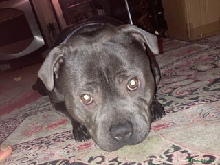 Staffordshire Bull Terrier dogs KC registered staffordshire bull terrier - Advert 1