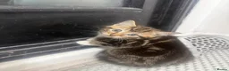 Mixed Breed cats for sale: 3 tabby kittens for sale - Advert 5