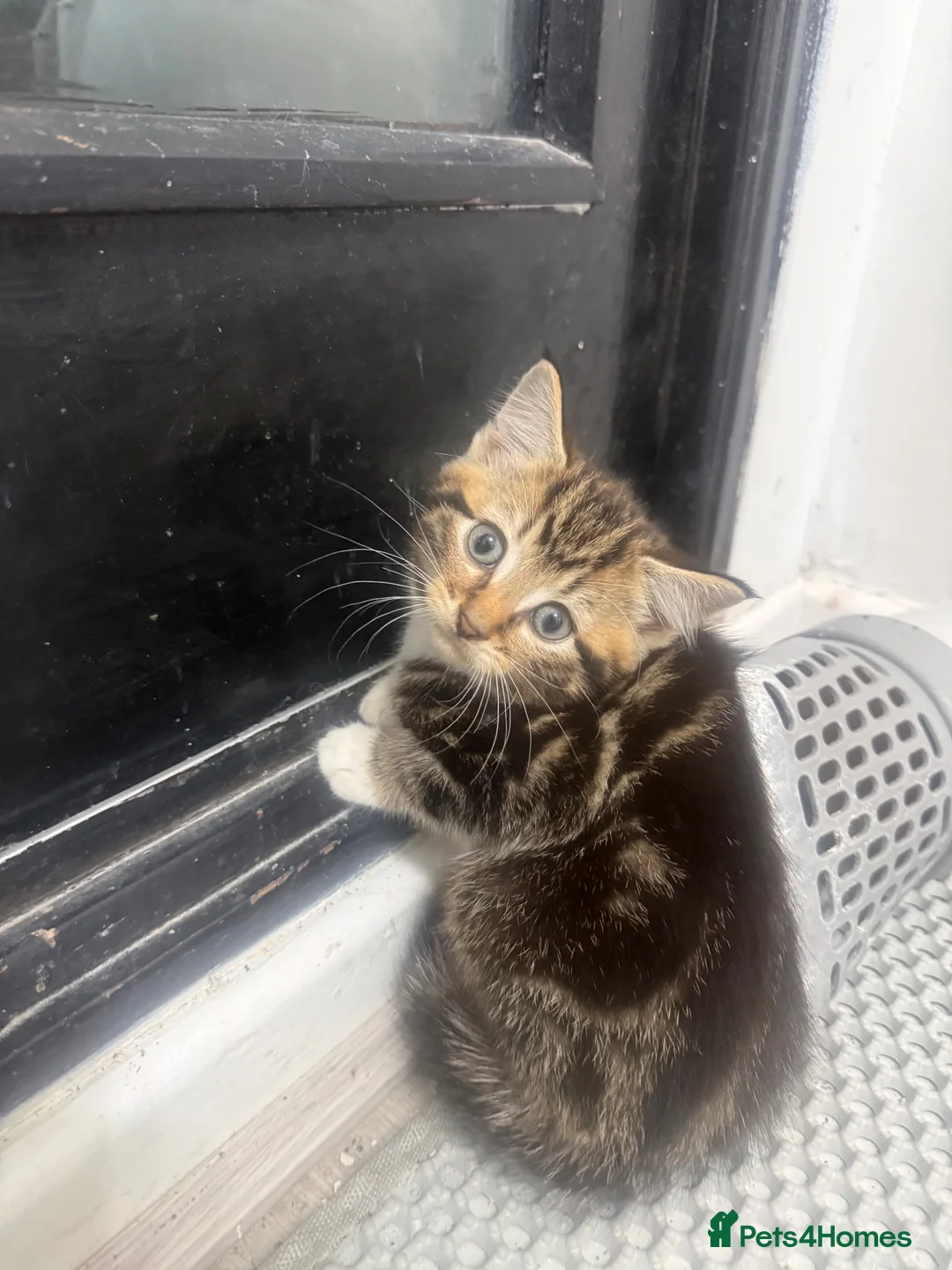Mixed Breed cats for sale: 3 tabby kittens for sale - Advert 5
