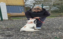 Mixed Breed dogs for adoption: JONNY - Image 7