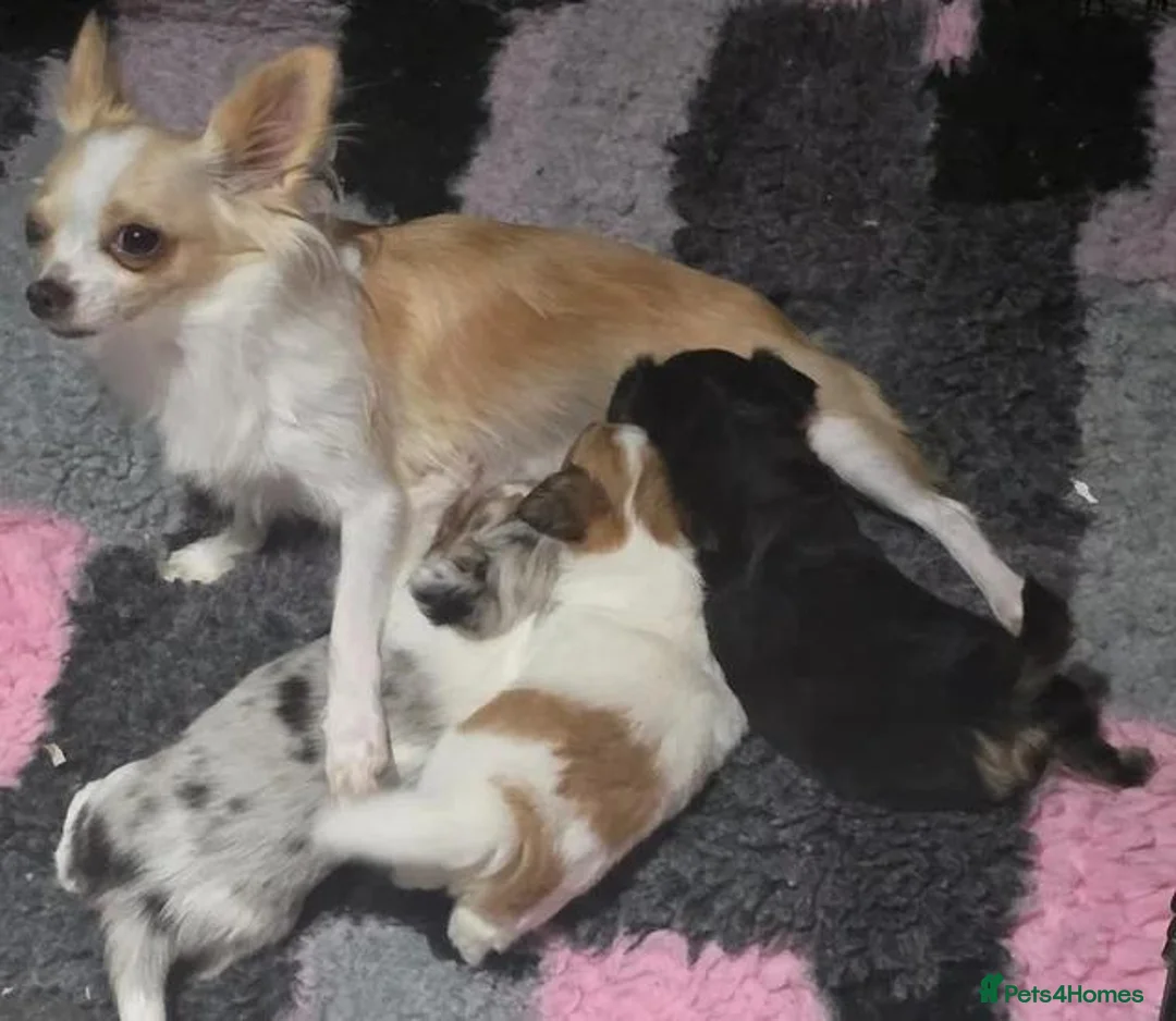 Chihuahua dogs for sale: Stunning long haired chihuahua - Advert 2