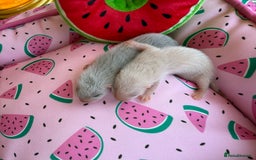 Ferret rodents for sale: Ferrets for sale  - Image 2
