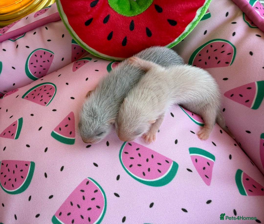 Ferret rodents for sale: Ferrets for sale  - Image 2