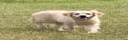 Golden Retriever dogs for sale: 3 Year old female for sale - Advert 2