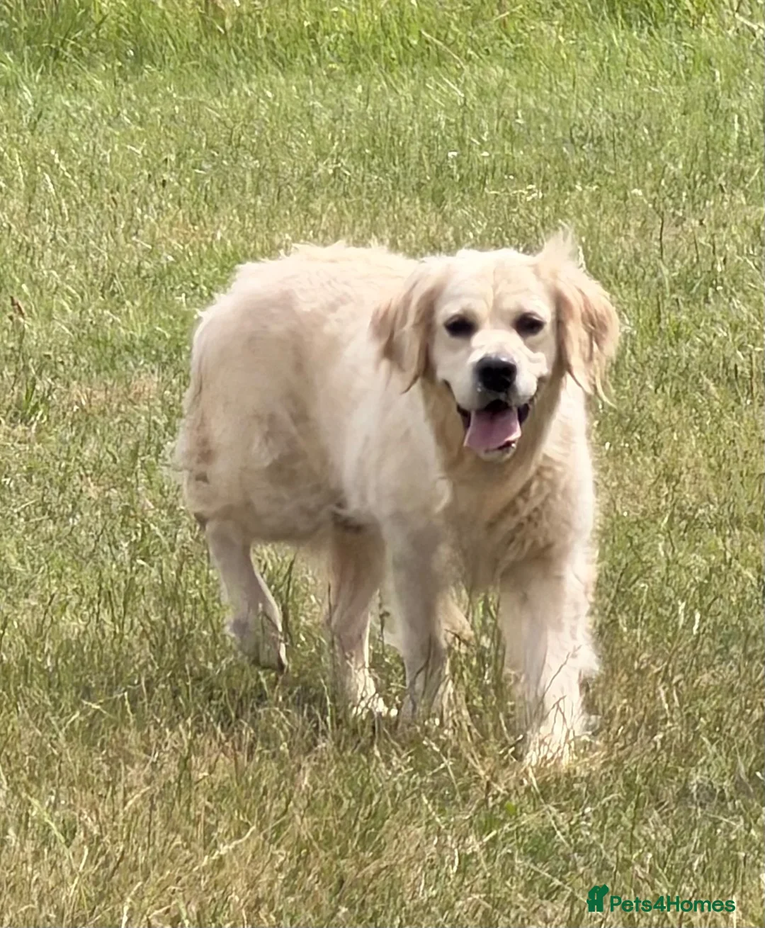 Golden Retriever dogs for sale: 3 Year old female for sale - Advert 2