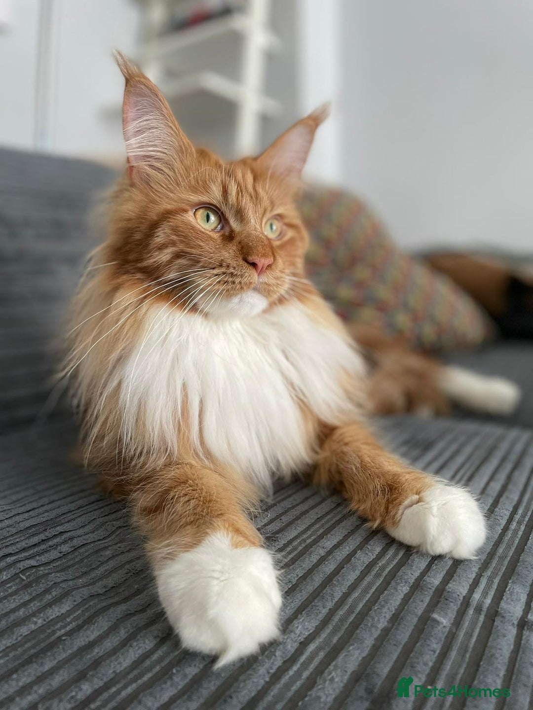 Maine Coon cats for sale: Bob The Cat 🐱 Maine Coon for sale! - Image 2