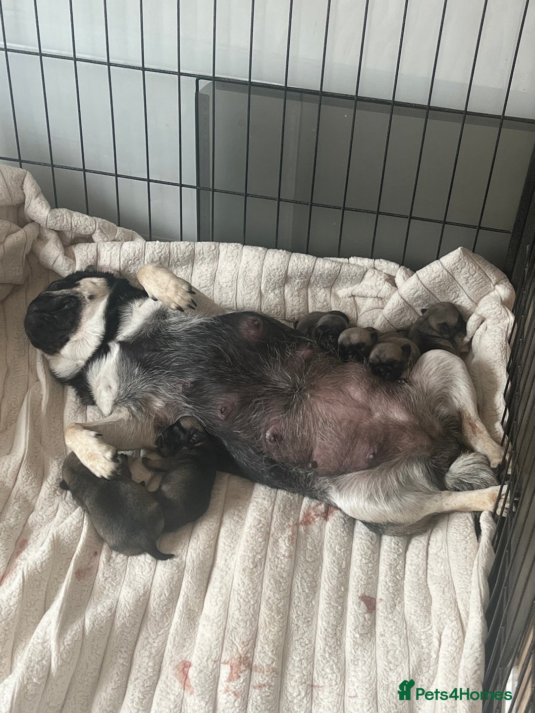 Pug dogs for sale: 1 pug (shug) who was reserved has became available - Image 6