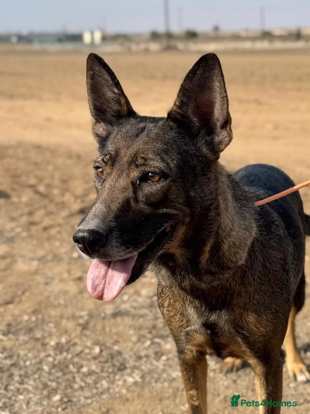 Mixed Breed dogs for adoption: Mimi is searching for her forever family - Advert 1