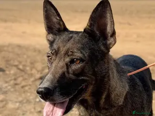 Mixed Breed dogs Mimi is searching for her forever family - Advert 1