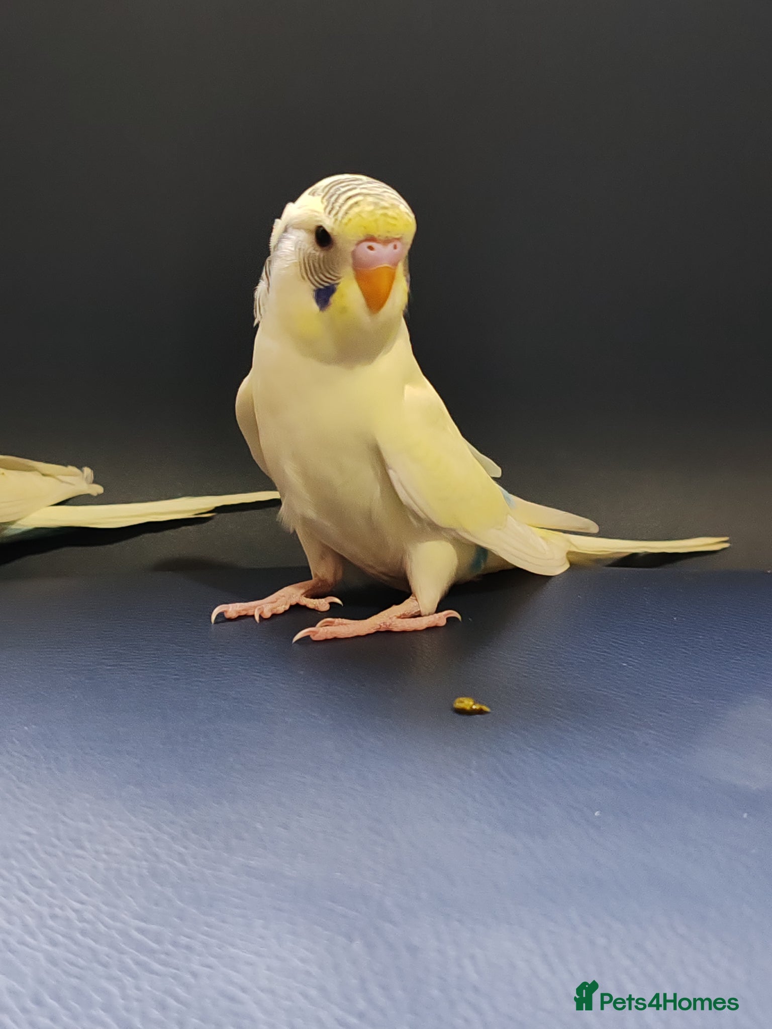 Parrots birds for sale: budgies 2 months and 3 months 1 week  - Advert 16