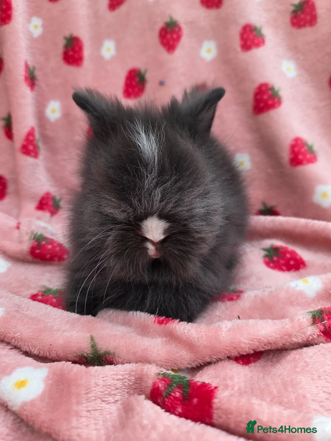 Lionhead rabbits for sale: Fluffy Teddy lion head x Angora ☆8weeks ready now - Advert 21