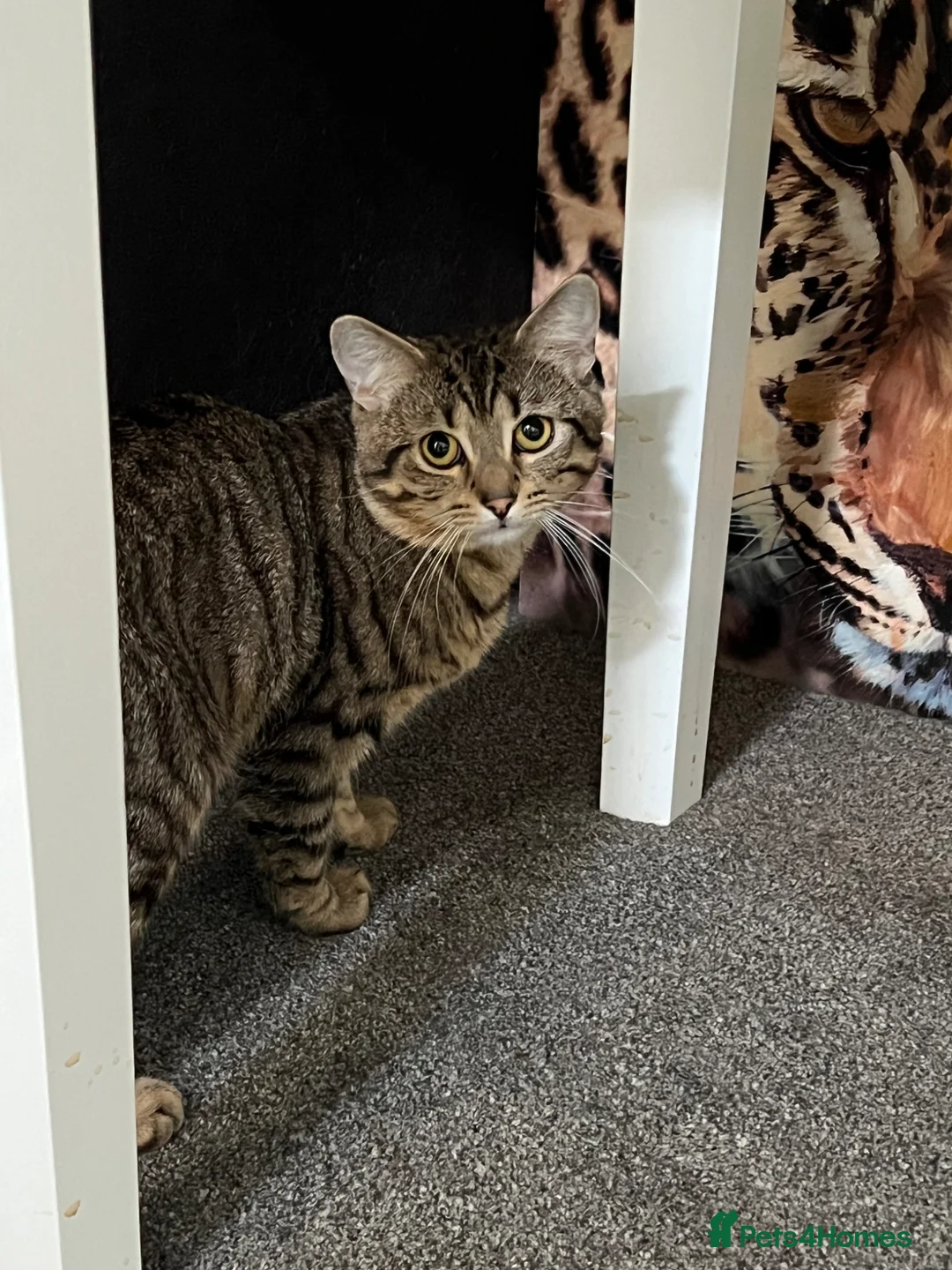 European cats for sale: Cat for adoption  - Advert 4