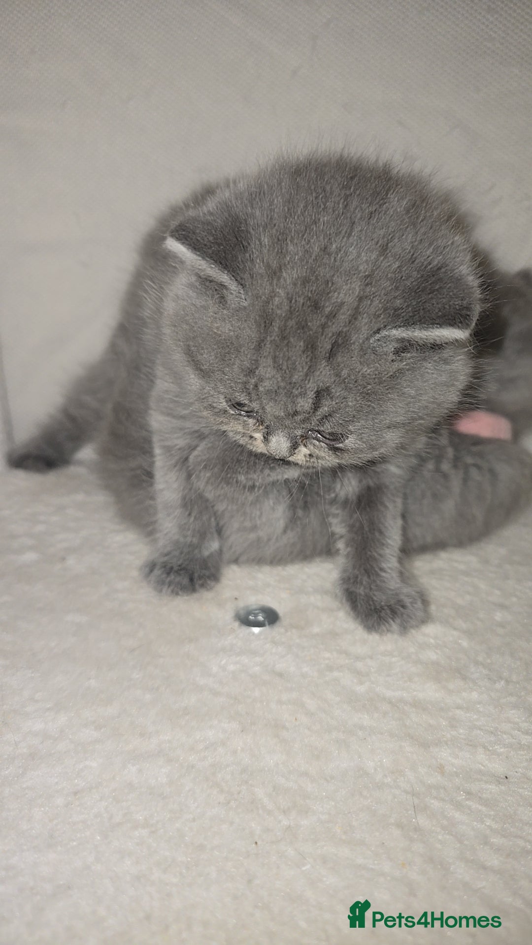 British Shorthair cats for sale: First Litter British Shorthair Pedigree Breed Blue - Image 20