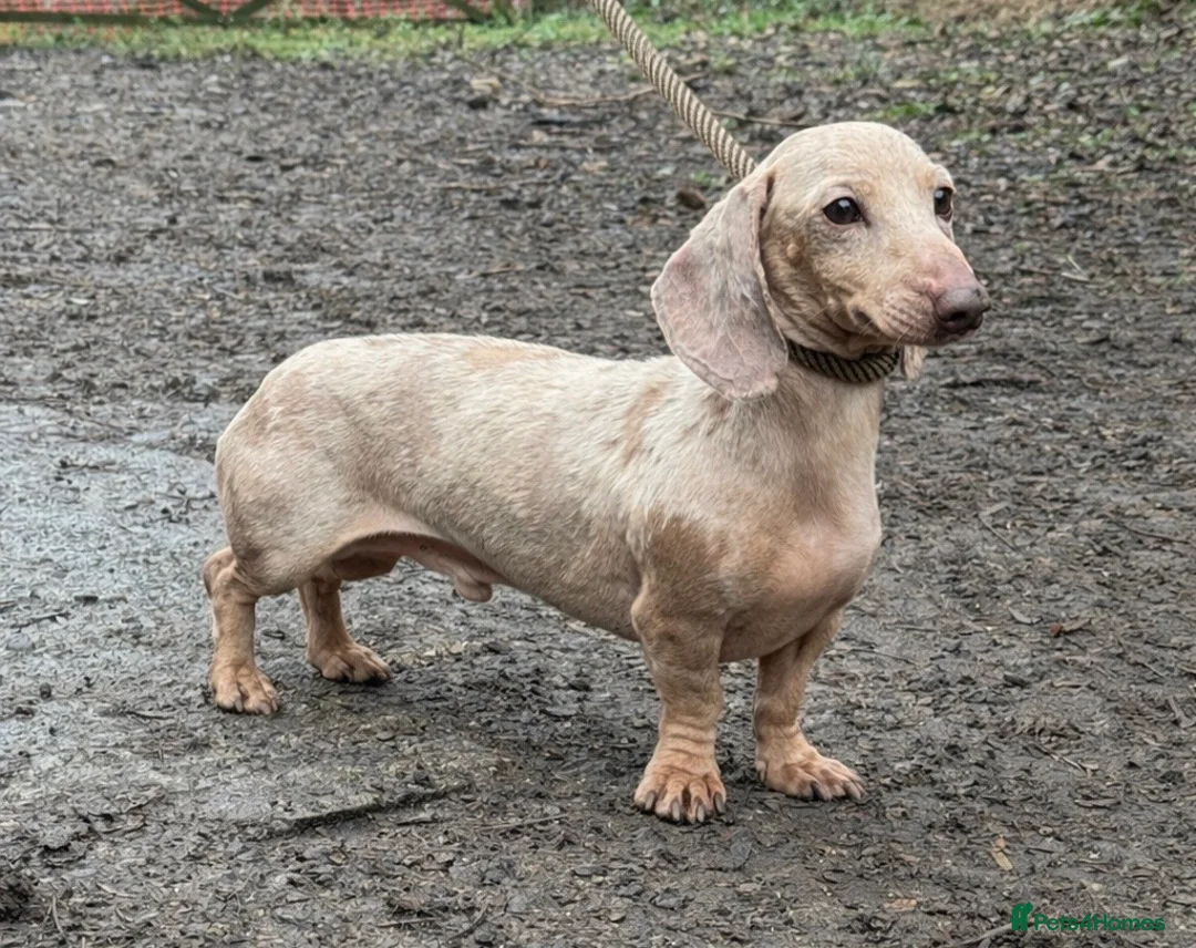 Miniature Dachshund dogs for stud: LH Carrier Isabella & Tan Dapple  - Advert 1