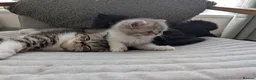 Exotic cats for sale: Beautiful exotic kittens - Advert 9