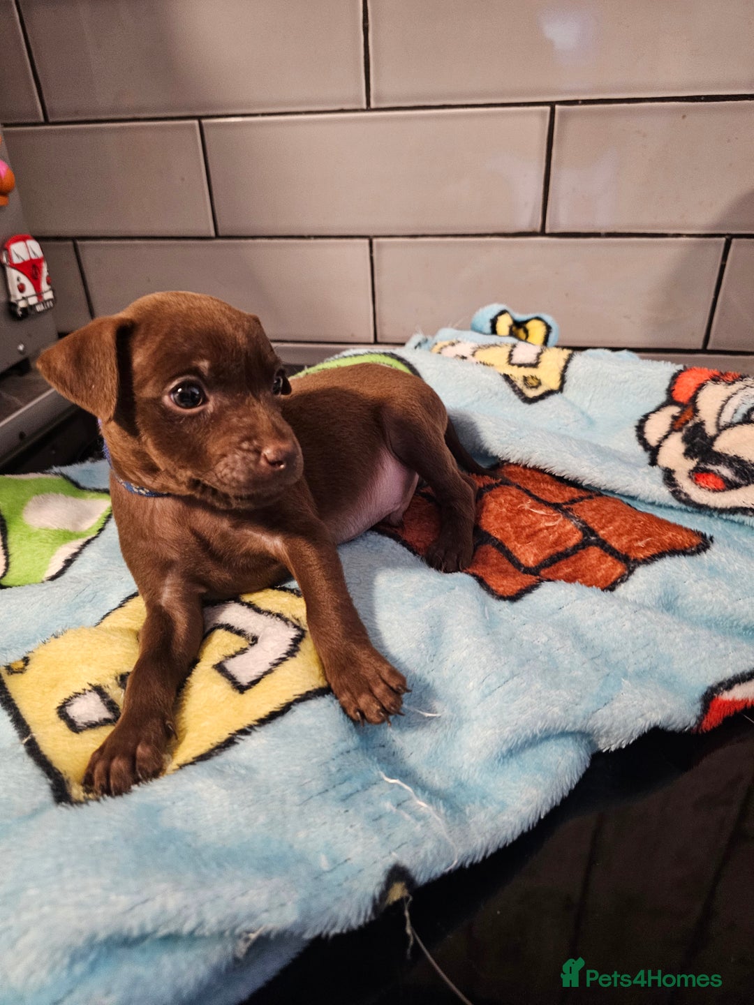 Patterdale Terrier dogs for sale: BEAUTIFUL PATTERDALE TERRIERS FOR SALE  - Advert 8