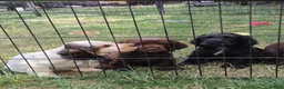 Cocker Spaniel dogs for sale: Kc registered playful show cocker spaniel - Advert 6