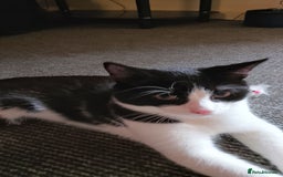 Mixed Breed cats for sale: One little tuxedo 🥰 - Image 14