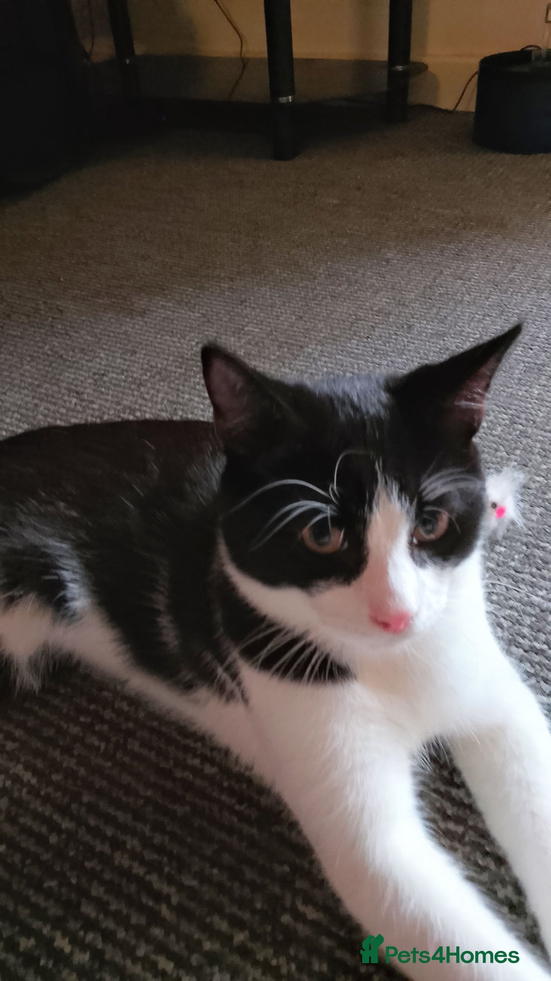 Mixed Breed cats for sale: One little tuxedo 🥰 - Image 14