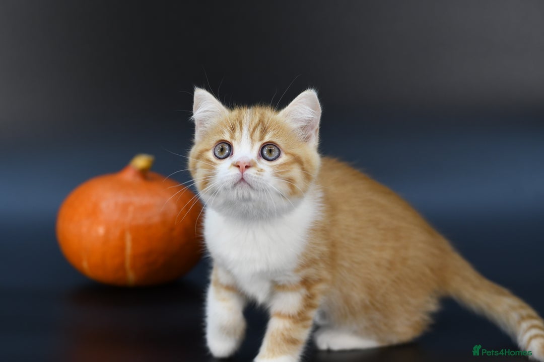Scottish Fold cats for sale: LICENSED CATTERY, PURE BREED TOP QUALITY KITTENS - Image 7