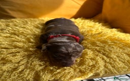 Miniature Dachshund dogs for sale: Miniature Dachshund stunning puppies  - Image 14
