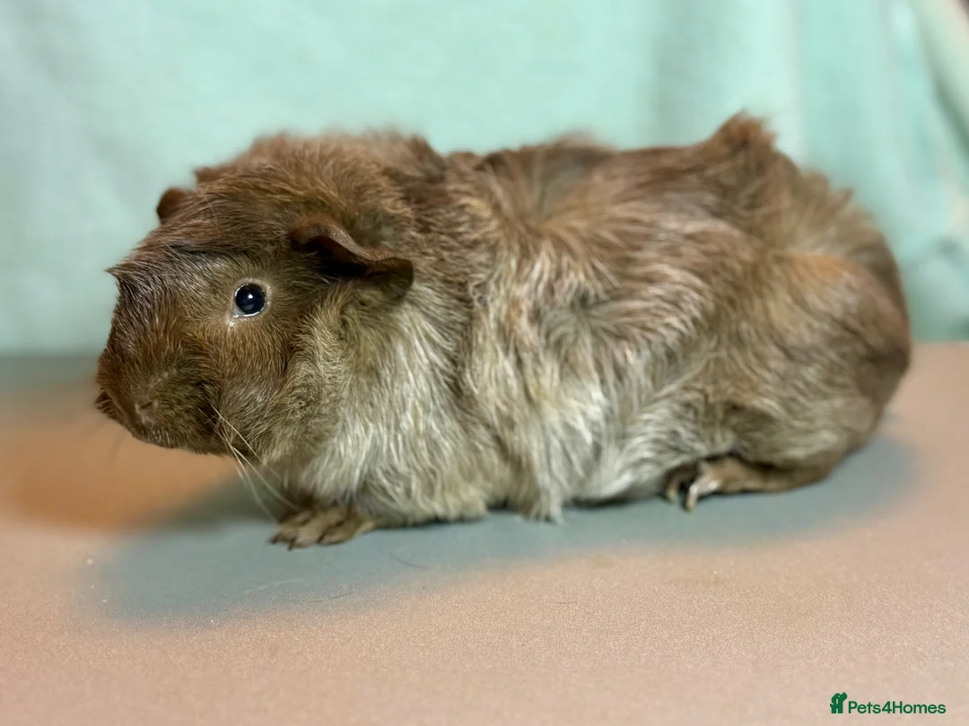 Guinea Pig rodents for sale: 5.5 month old roan  - Advert 3