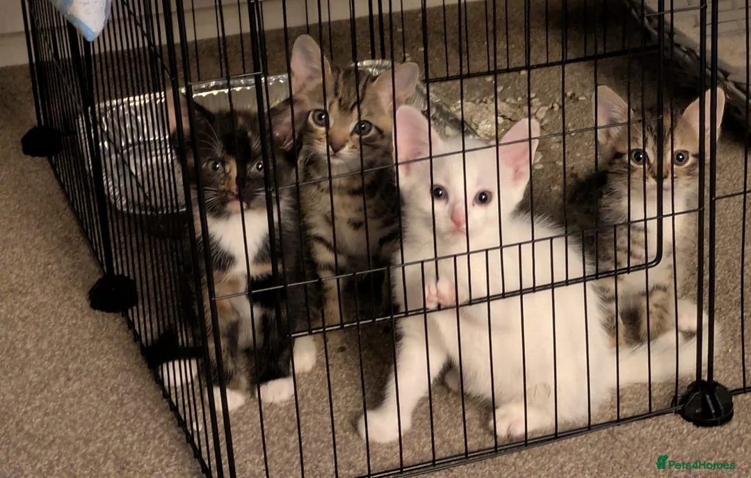 Mixed Breed cats for sale: Mother Cat and 3 Kittens Available in Oldbury - Advert 2