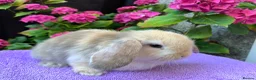 Mini Lop rabbits for sale: Gorgeous baby mini lop boys ready now in Paisley - Advert 3